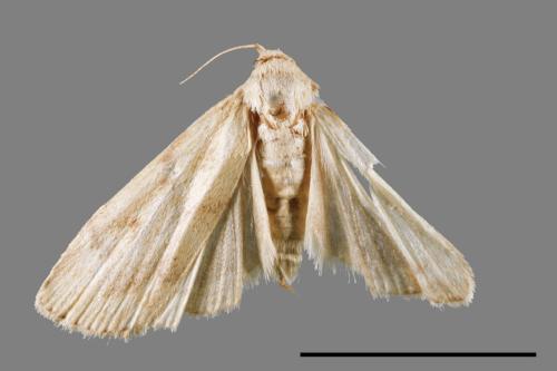 <已分類>Family：Crambidae[草螟科][00054604]