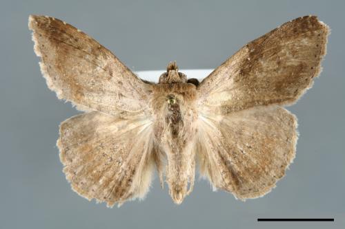 <已分類>Genus：Ericeia[00006466]