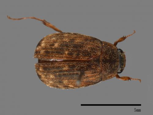 <已分類>Family：Scarabaeidae[金龜子科][00080782]