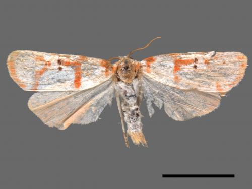 Cyana hamata[優雪苔蛾][00051427]