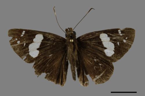 Notocrypta curvifascia[黑挵蝶][00101340]