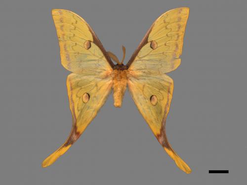 Actias heterogyna subaurea[台灣長尾水青蛾][00016381]