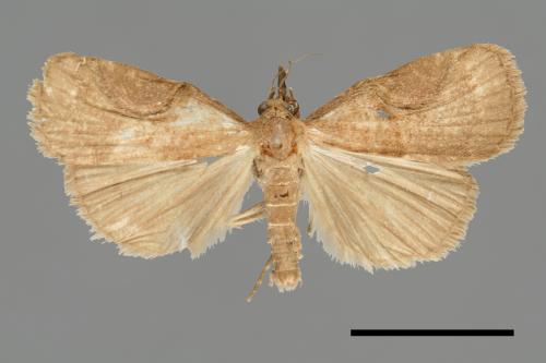 <已分類>Family：Noctuidae[夜蛾科][00011100]