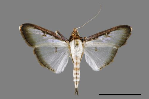 Sisyrophora pfeifferae[00029894]