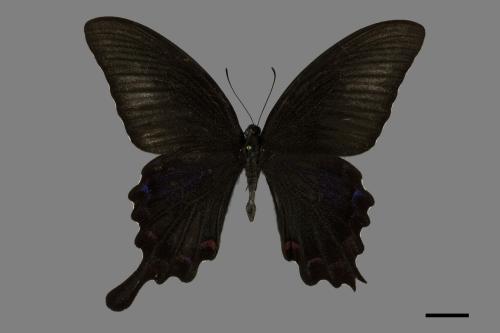 Papilio bianor thrasymedes[烏鴉鳳蝶][00093819]