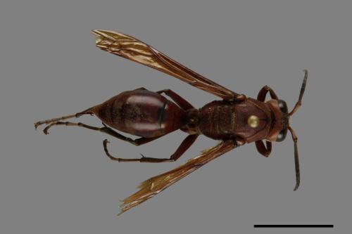 Polistes tenebricosus[赭褐長腳蜂][00074395]