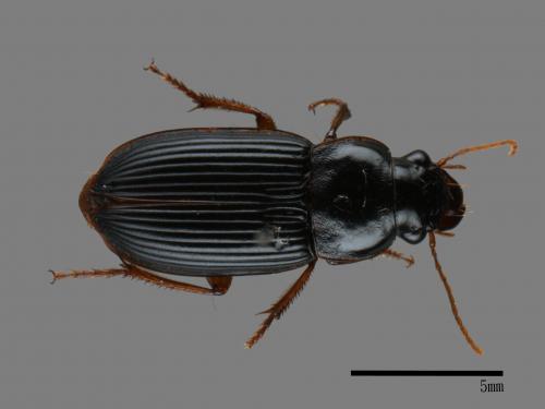 <已分類>Family：Carabidae[步行蟲科][00043249]
