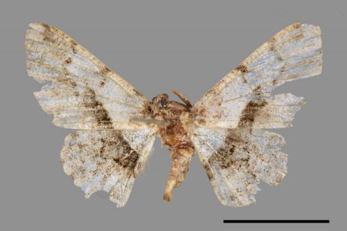 Satoblephara owadai[腹毛墨紋尺蛾][00038752]