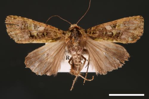 Euplexidia angusta[00001946]