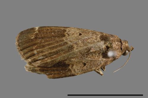 <已分類>Family：Noctuidae[夜蛾科][00010623]