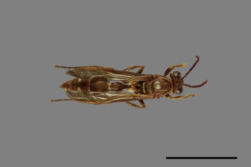 Parapolybia nodosa[叉胸異腹胡蜂][00078667]