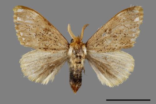 Euproctis inornata[00051767]