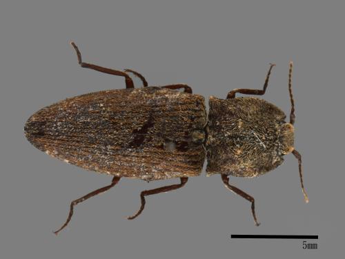 <已分類>Family：Elateridae[叩頭蟲科][00026237]