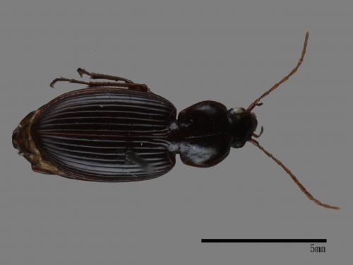 <已分類>Family：Carabidae[步行蟲科][00081992]