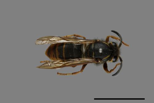 Vespula flaviceps[細黃胡蜂][00073483]