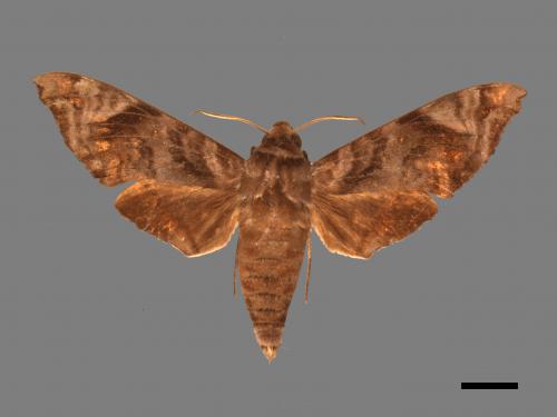 Acosmeryx castanea subdentata[缺角天蛾][00016966]