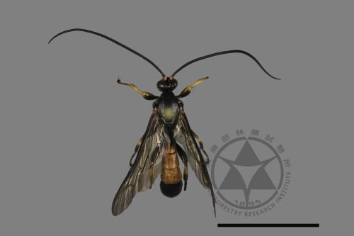 <已分類>Family：Vespidae[胡蜂科][00180568]