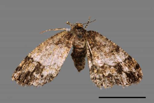 Deileptenia rimosaria[黑斑微黃尺蛾][00036683]