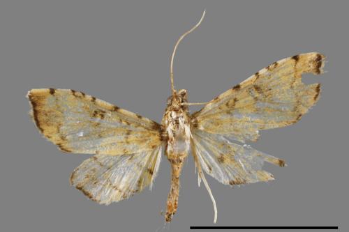 <已分類>Family：Crambidae[草螟科][00064110]