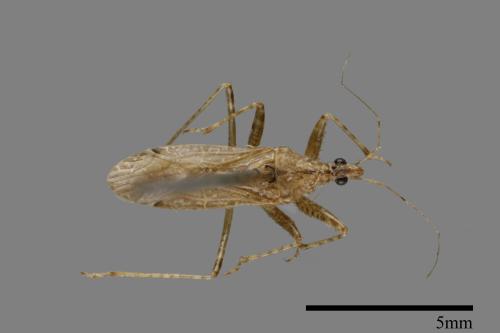 <已分類>Family：Nabidae[擬刺椿象科][00026096]