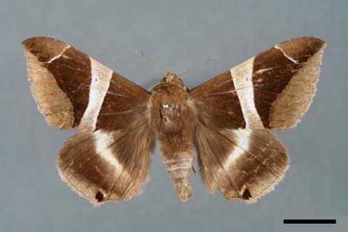 Dysgonia praetermissa[腎巾夜蛾][00005777]