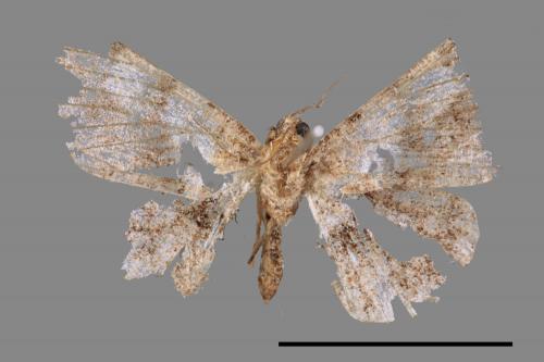 Prochasma dentilinea[齒紋淡黃小尺蛾][00089470]