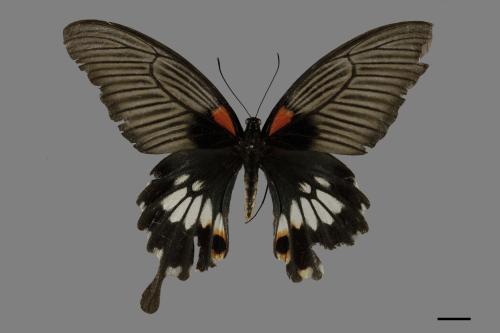 Papilio memnon heronus[大鳳蝶][00101991]