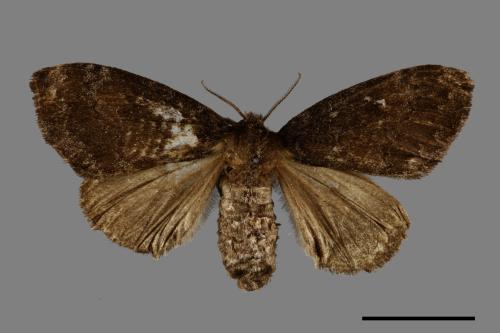 Ilema kosemponica[甲仙毒蛾][00054669]