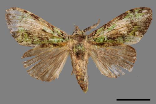 Somera viridifusca viridifusca[瑟舟蛾][00047281]