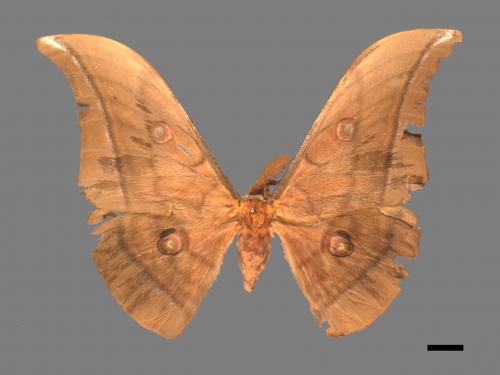 Antheraea yamamai superba[大透目天蠶蛾][00016157]