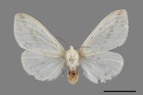 Lemyra rhodophilodes[姬白污燈蛾][00071359]