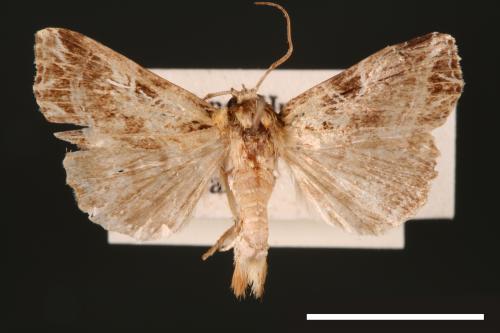 Callopistria aethiops[00002429]
