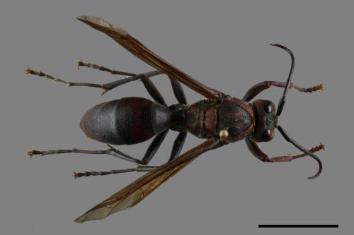 Polistes tenebricosus[赭褐長腳蜂][00117547]