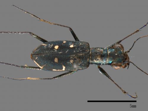 Cylindera kaleea[00054186]