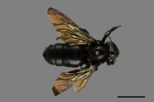 Xylocopa tranquebarorum[銅翼眥木蜂][00074786]