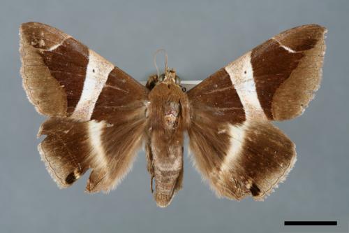 Dysgonia praetermissa[腎巾夜蛾][00005776]