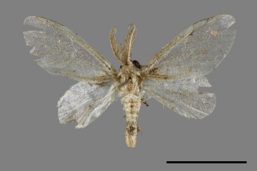 Liparopsis postalbida[中灰舟蛾][00047666]