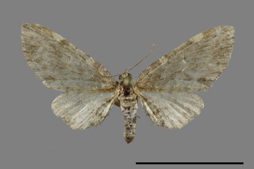 <已分類>Family：Geometridae[尺蠖蛾科][00091484]