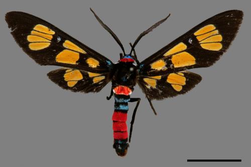 Euchromia elegantissima formosana[豐彩鹿子蛾][00027397]