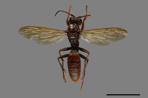 Polistes jokahamae[果馬蜂][00074337]