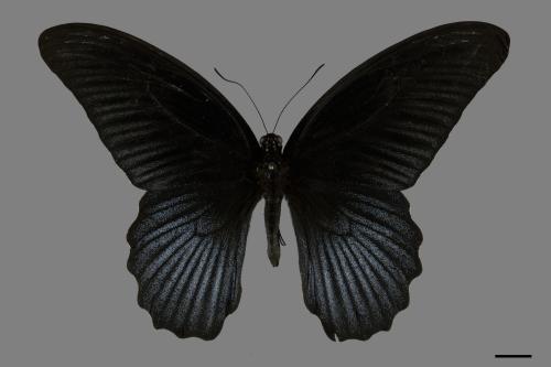 Papilio memnon heronus[大鳳蝶][00101137]