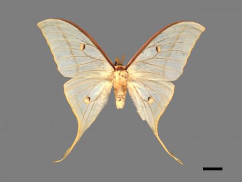 Actias selene ningpoana[長尾水青蛾][00016356]