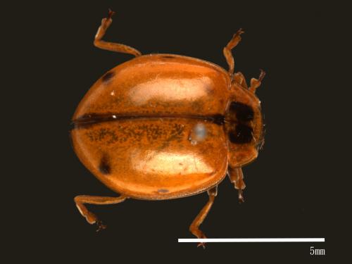 Harmonia octomaculata[八斑和瓢蟲][00085083]