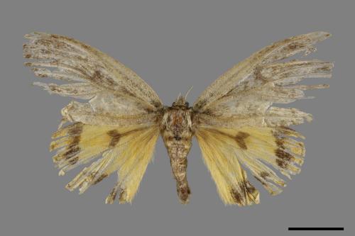 Ilema nachiensis[灰綠毒蛾][00056206]