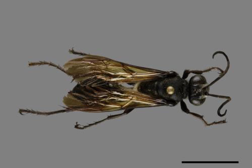 <已分類>Family：Sphecidae[細腰蜂科][00072563]