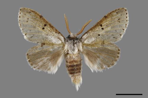 Cnethodonta grisescens baibarana[灰舟蛾][00018068]