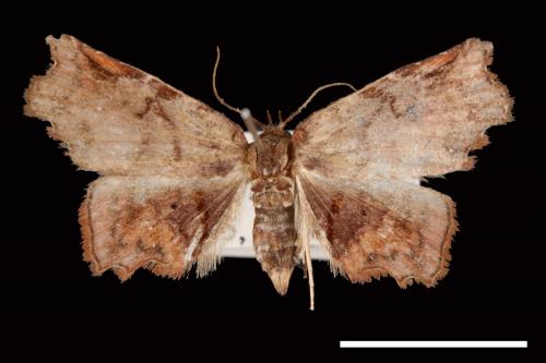 Ectogoniella pangraptalis[00007727]