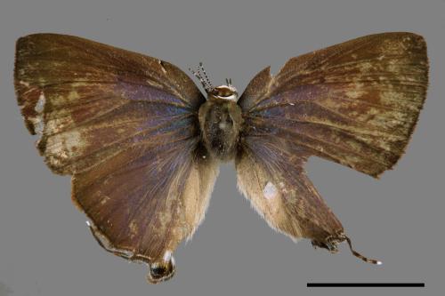 Rapala varuna formosana[墾丁小灰蝶][00013759]