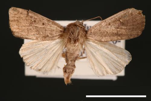 Athetis cognata[00003212]