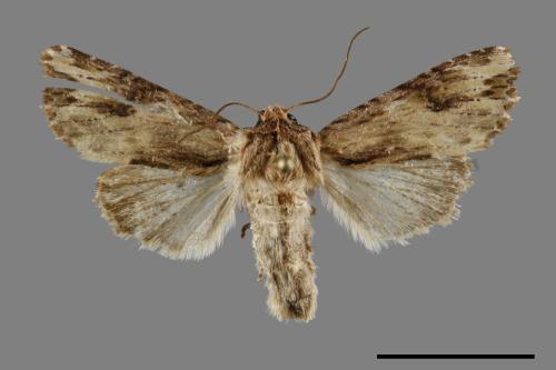 Nepalopolia contaminata[00094902]